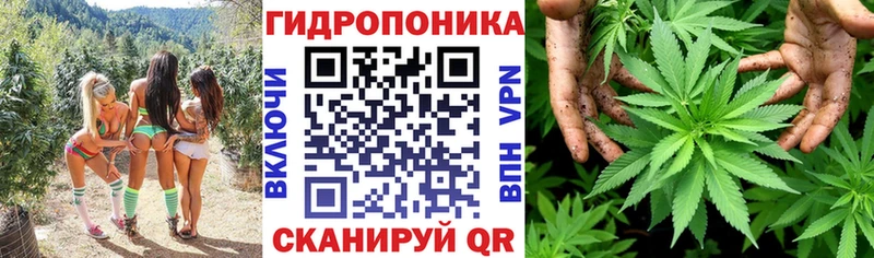 купить закладку  Новоалександровск  Бошки Шишки Amnesia 